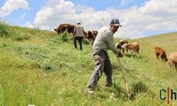 Yaylalarda ot mesaisi başladı: Üretici artan maliyetlerden yakınıyor