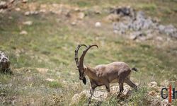 Yaban Keçisini Vuran Kişiye 1,2 Milyon Liralık Ceza
