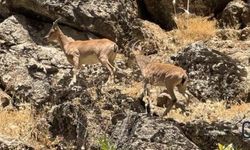 Hakkari’nin ardından Şırnak’ta dağ keçisi sürprizi