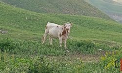 Hakkâri’de Kaybolan 3 İnek ve 3 Dana İçin Yardım Çağrısı