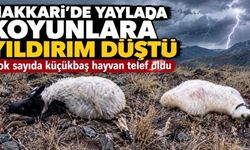 Hakkari’de yaylada otlatılan koyunlara yıldırım düştü
