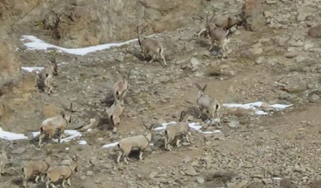Yaban keçilerinin sayısı 500'ü buldu