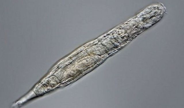 Sibirya'da 24 bin yıldır donmuş halde olan çok hücreli bir organizma yeniden hayata döndü