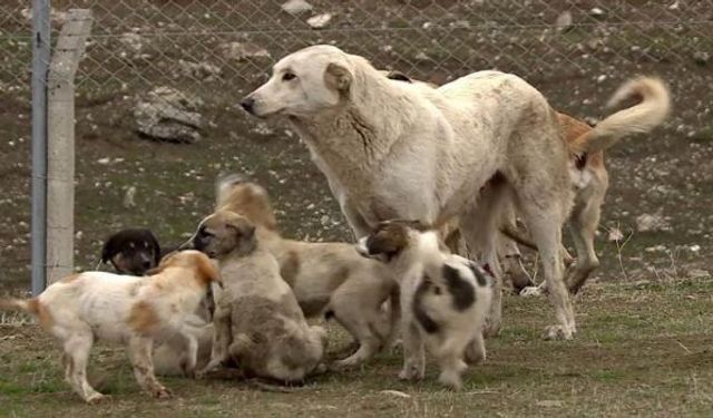 Süleymaniye’de barınakta en az 80 köpek ölü bulundu