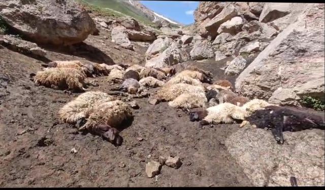 Kurtlar Koyun Sürüsüne Saldırdı 74 koyun telef oldu