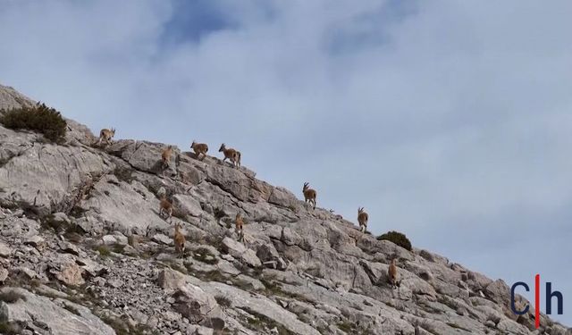 Kayalıkların Ustaları: Dağ Keçileri Hakkari'de Görüntülendi