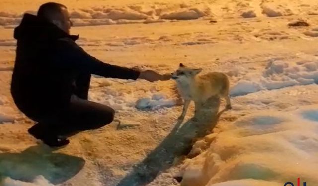 Donan Havanın Ardından Tilkiyi Ellerle Besleyen Vatandaş Görüntülendi