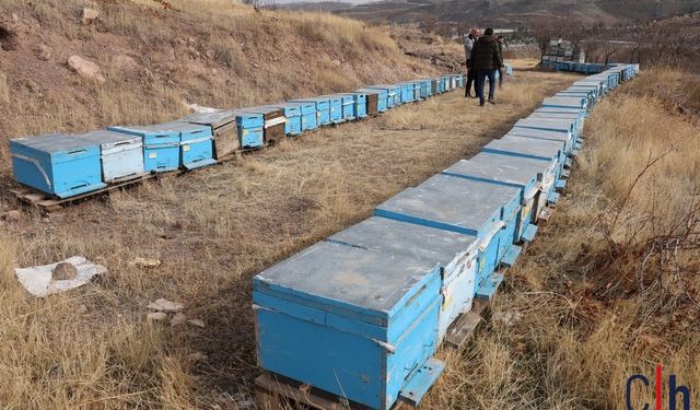 Erken Yağan Kar, Arıların Kış Uykusuna Erken Geçmesini Sağladı