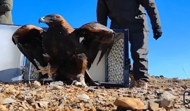 Hakkari'de Bulunan Kaya Kartalı, Tedavi Edilip Doğal Ortamına Bırakıldı