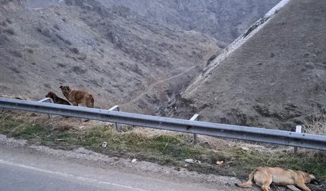 Hakkâri’de Köpek Zehirlenmesi Skandalı: Çöplükte Çok Sayıda Ölü Köpek