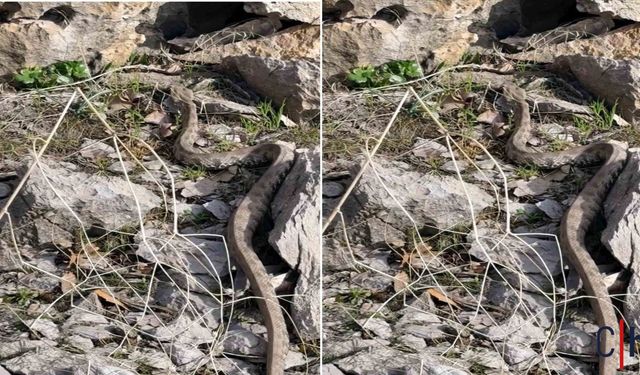 Hakkari'de Doğasever Engerek Yılanını Kameraya Aldı