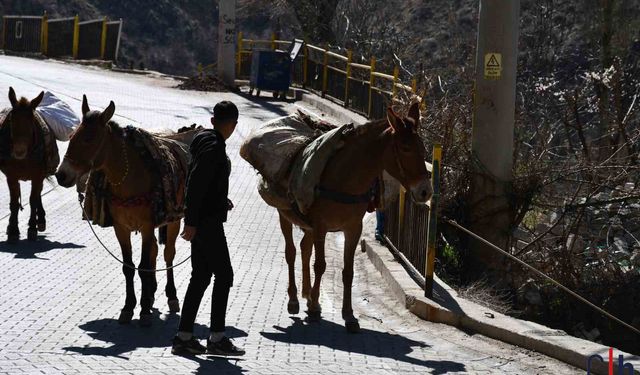 At Sırtında Gübre Taşıma Geleneği Devam Ediyor