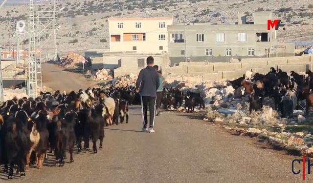 Hayvancılıkta Kapanmayan Zararlar: Besicilerin Durumu İçler Acısı