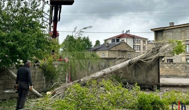 Bahar Değil, Alerji Sezonu: Hakkarililer Polenlerden Şikâyetçi