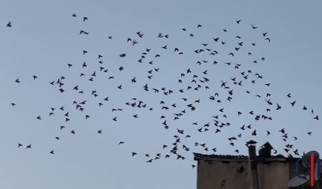 Sığırcık Kuşları Hakkari'de İlkbaharın Gelişini Müjdeliyor