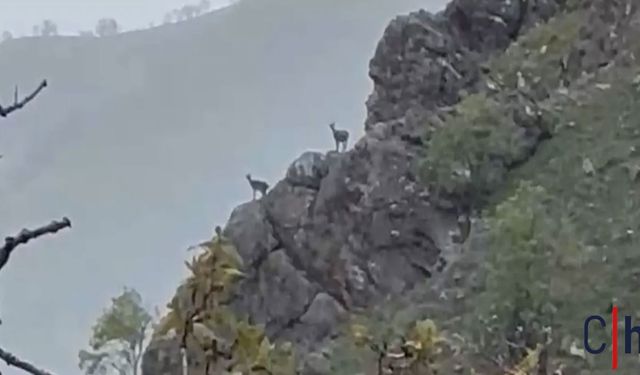 Hakkari'de Dağ Keçileri Yağmur Altında Kayalıklarda Görüntülendi