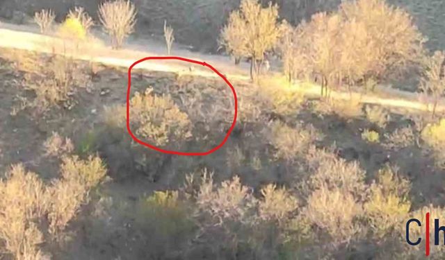 Sürü Halinde Ortaya Çıktılar: Hakkari'de Domuz Alarmı