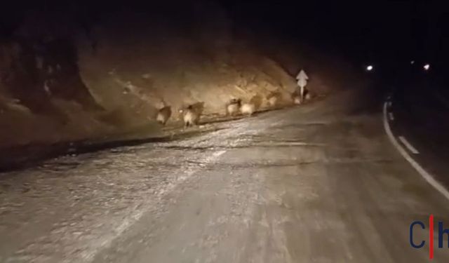 Hakkari’de Yaban Domuzları Yola İndi