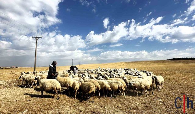 Yayla Yolculuğu Başladı: Koyun Sürülerinin Zorlu Göçü Kameralarda!
