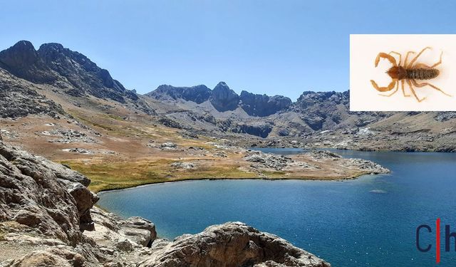 Hakkari’de Yeni Bir Böğü Türü Keşfedildi: Bilim Dünyasına Tanıtıldı
