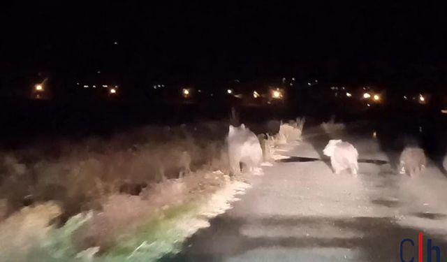 Ayılar Kovanlara Dadandı: Arıcının Zararı 150 Bin TL’yi Buldu