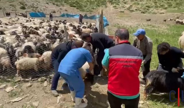 Hakkari'de Şap Hastalığına Karşı Aşılama Seferberliği