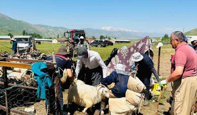 Hakkari'de Tarım ve Orman Müdürlüğü Ekipleri, Şap Hastalığına Karşı Sahada
