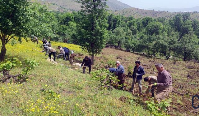Hakkâri’de İmece Kültürüyle Üzüm Bağları Budanıyor