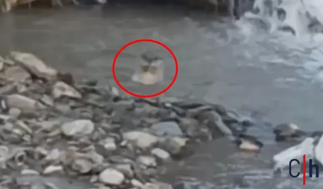 Hakkâri'de Sıradışı Bir Canlı Görüntülendi