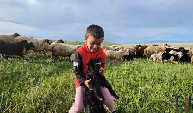 Nisan Yağmurları Sonrası Yayla Yolculuğu Başladı