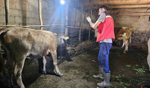Hakkari’de Şap Hastalığına Karşı Kırsalda Yoğun Aşılama