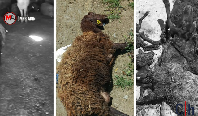 Besicilere Yayla Yasağı: Onlarca Hayvan Telef Oldu