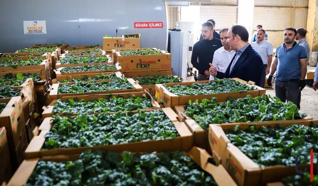 Hakkâri’de Sebze Üretimine yüzde 75 Hibe Desteği