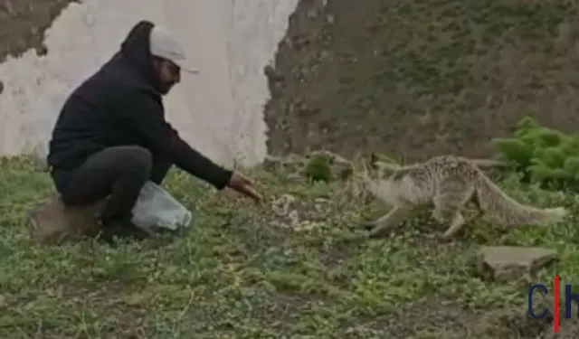 Hakkari’de Yaylada Tilkiyle Kurulan Bağ Görenleri Şaşırttı
