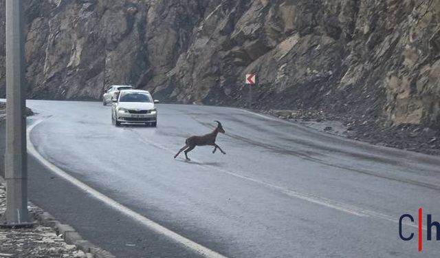 Hakkari’de Dağ Keçileri Şehirde Görüntülendi
