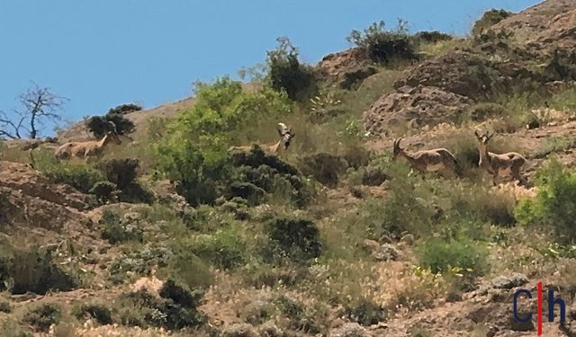 Yaban Hayatının Sessiz Tanıkları Hakkari'de Görüntülendi