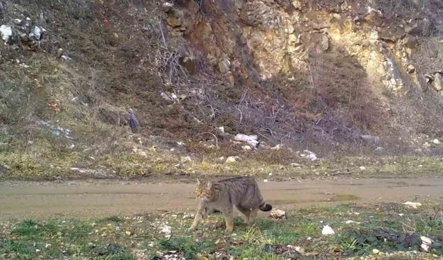 Türkiye’de Nadir Görünen Yaban Kedisi fotokapana Yakalandı