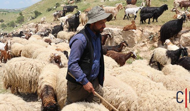 Hakkari’de Yabancı Çobanlar İstihdam Edilebilecek, Başvurular Başladı