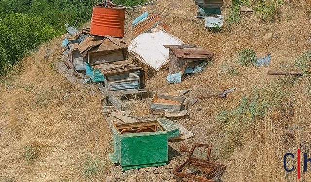 Hakkari'de Aç Kalan Ayılar Arı Kovanlarına Saldırdı