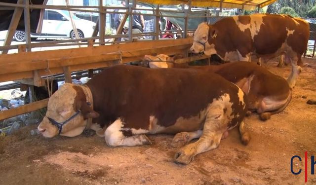 Şap Hastalığı Alarmı.. Tarım ve Orman Bakanlığı'ndan 81 İle "Acele" Kodlu Talimat