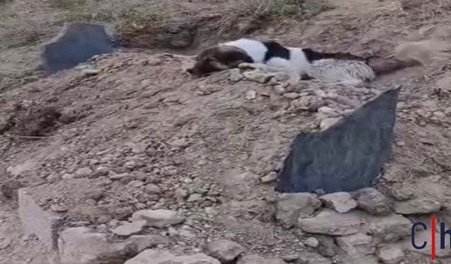 Hakkari'de Vefa Örneği: Genç Adamın Köpeği Mezarından Ayrılmıyor