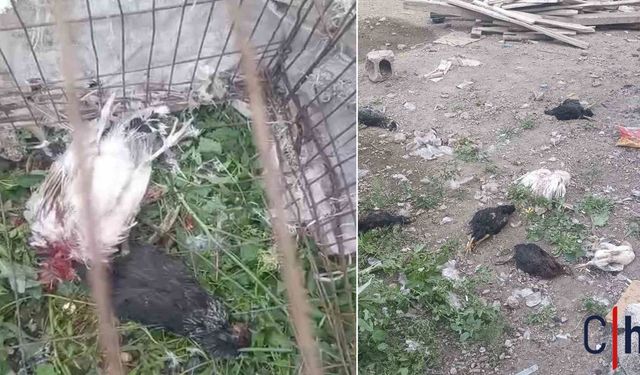 Hakkari'de Başıboş Köpekler 21 Hindi ve Tavuğu Telef Etti