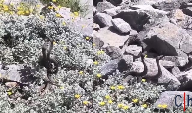 Hakkari'de Kayalıklar Arasında Dans Eden Yılanlar Kamerada