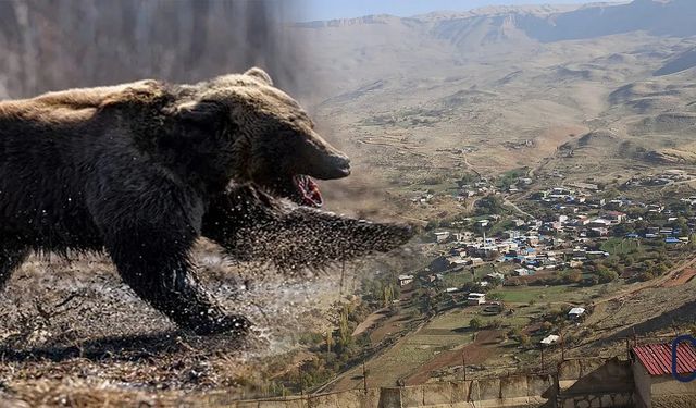 Hakkari’de Yaylada Ayı Saldırısı: Genç Çoban Yaralandı