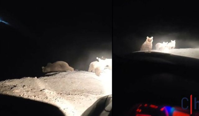 Hakkâri'nin Çukurca İlçesinde Ayı Ailesi Kameralara Yansıdı