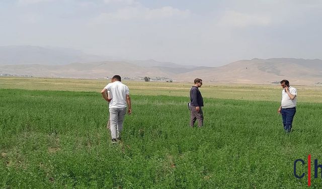 Yüksekova’da Yem Bitkileri İçin Tarımsal İnceleme Başlatıldı
