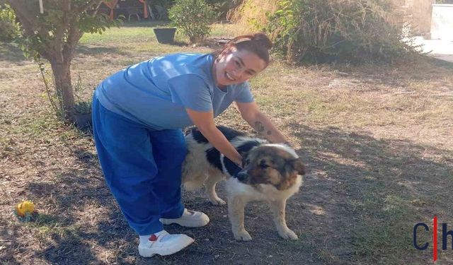 Sahibinin Mezarını Terk Etmeyen Köpeğe Ceylan Ertem Kucak Açtı