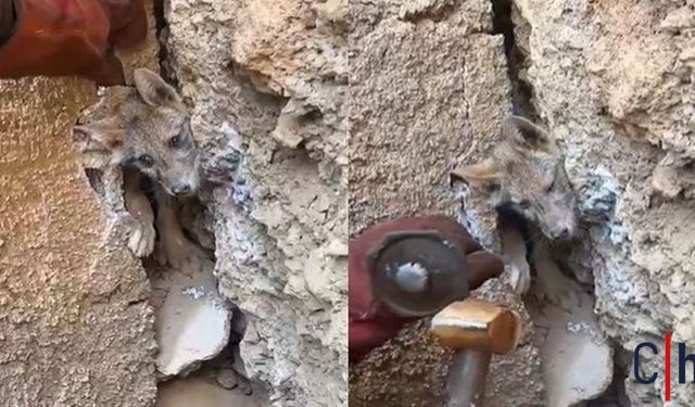 Hakkari’de Kayanın Arasında Mahsur Kalan Tilkiyi Maden İşçileri Kurtardı