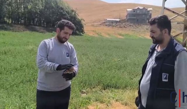 Hakkari'de Yaralı Baykuş Bulundu: Tedavi Altına Alındı