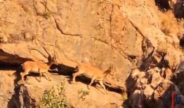 Hakkari Karayolunda Sürü Halinde Dağ Keçileri Görüntülendi
